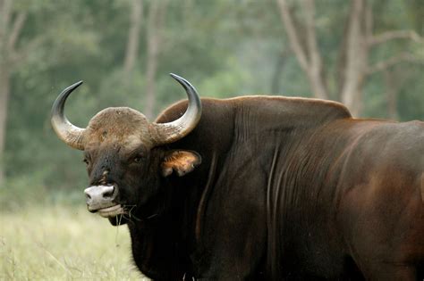 Indian Gaur, Betla National Park, Jharkhand, India | Flickr