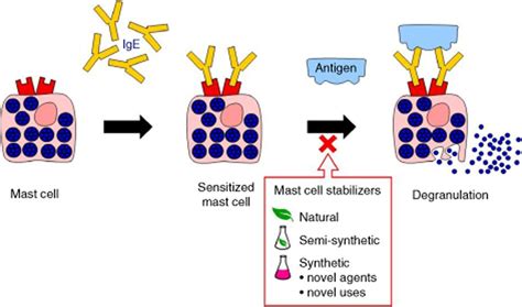 Twenty‐first century mast cell stabilizers - Finn - 2013 - British Journal of Pharmacology ...