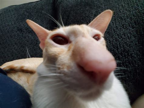 Wide angle lens + Babby's large snoot: : r/cats