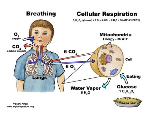 Cellular Respiration (Grade 6-8)