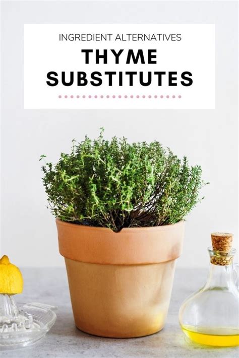 10 Best Thyme Substitutes [Easy Ingredient Alternatives] - TheEatDown