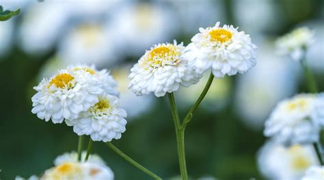 How to Plant, Grow and Care For Feverfew