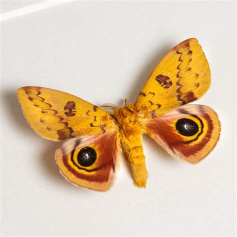 IO Moth Male & Female Pair in Box Frame (Automeris io)