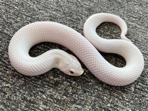 13 Incredible Hognose Snake Morphs With Pictures – NBKomputer