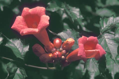 Campsis radicans (trumpet-creeper): Go Botany