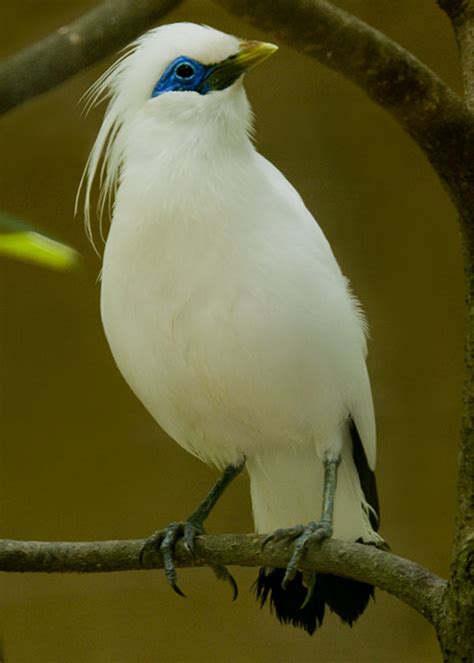 Bali Starling Bird | The Life of Animals