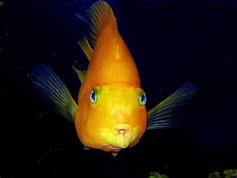 orange fish | Photo, Orange fish, Fish pet