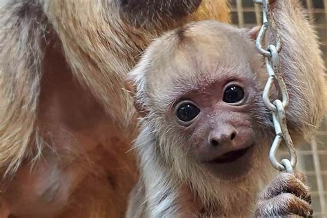 Baby Howler Monkey Born at Roger Williams Park Zoo