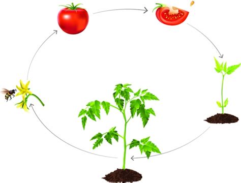 Tomato Plant Life Cycle Diagram