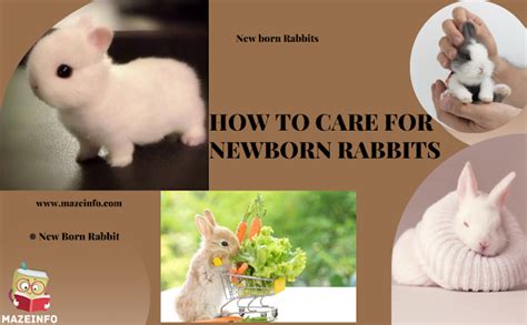 How To Care For Newborn Rabbits? - Maze Info