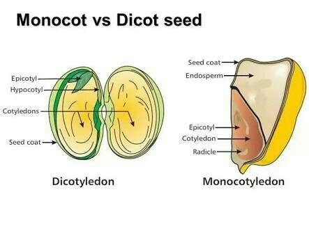 What is difference between monocot and dicot seeds. Draw diagram of ...