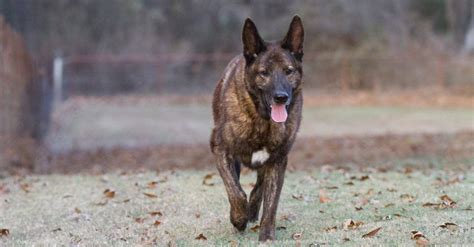 Dutch Shepherd vs Belgian Malinois: Key Differences Explained - Wiki Point