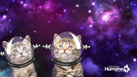 Funny zoom backgrounds cats - deathose