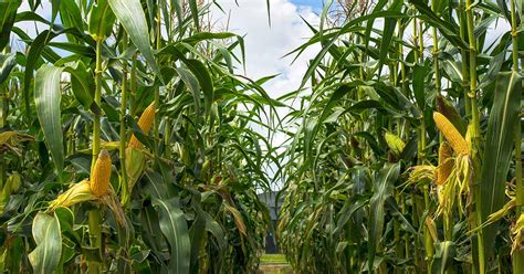 How to Hand Pollinate Corn – Make House Cool