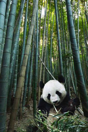 Photo libre de droit de Panda Géant Dans La Forêt De Bambous banque d'images et plus d'images ...