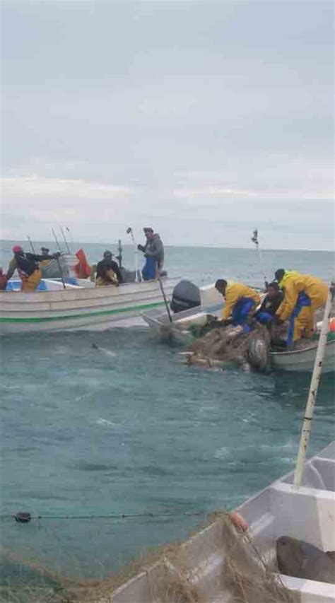 As never before, the illegal fishing of Totoaba overflowed in the habitat of the endangered ...