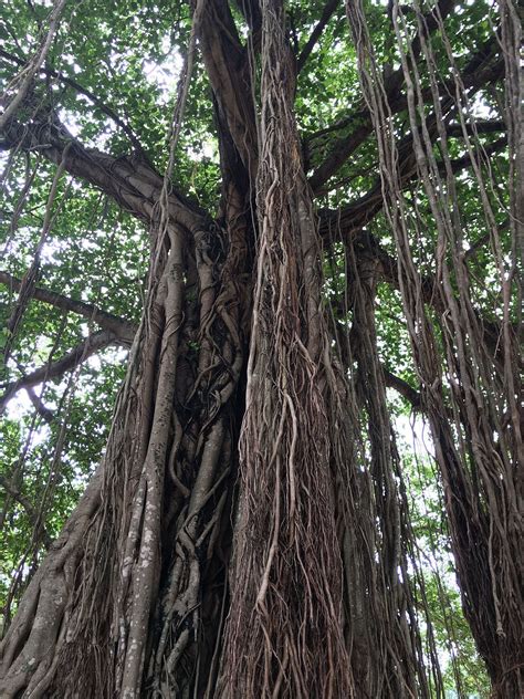 Indian banyan Tree in Kodungallur Temple, Kerala, India | Banyan tree, Aerial, Trees to plant