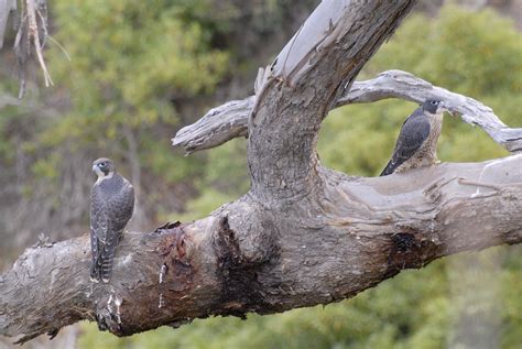 Falco peregrinus, Peregrine Falcon