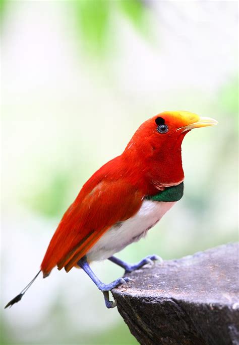 King Bird-of-paradise, male | Birds of paradise, Bird, Backyard birds