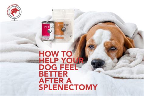 How to Help Your Dog After Spleen Removal - TCVM Pet Supply