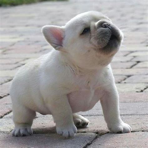 The cutest little white Frenchie! - #Cutest #frenchie #white | Cute dogs and puppies, Baby ...