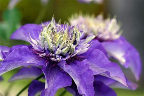 Clematis Blue Flower - Free photo on Pixabay - Pixabay