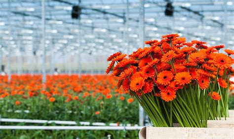 US Floriculture Industry Sees Jump in Sales - safnow.org