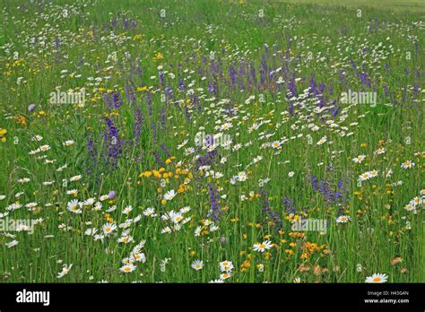 Flower meadow, detail, nature, botany, vegetation, plants, meadow flowers, flowers, grass ...