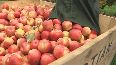 Goodbye, Red Delicious: Canada's favourite apples are now sweeter, more ...