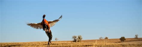 2022 Kansas Pheasant Hunting Projections - Upland Hunting Review