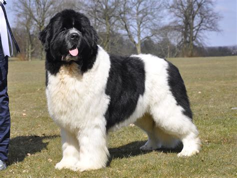 Landseer Newfoundland Dog | [#] Lunawsome