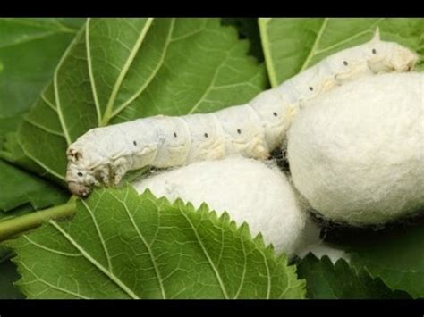 Sericulture and life cycle of silkworm - Online Science Notes