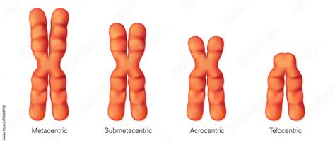 Structure of chromosome types vector. Metacentric, Submetacentric ...