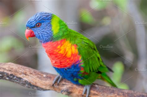 parrots in their jungle | High-Quality Animal Stock Photos ~ Creative Market