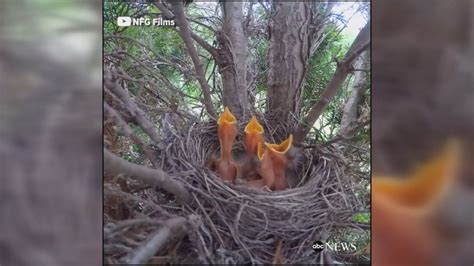 Camera captures baby birds hatching Video - ABC News