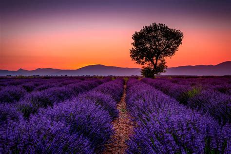 Photo of Valensole, the Lavender Fields of Provence.