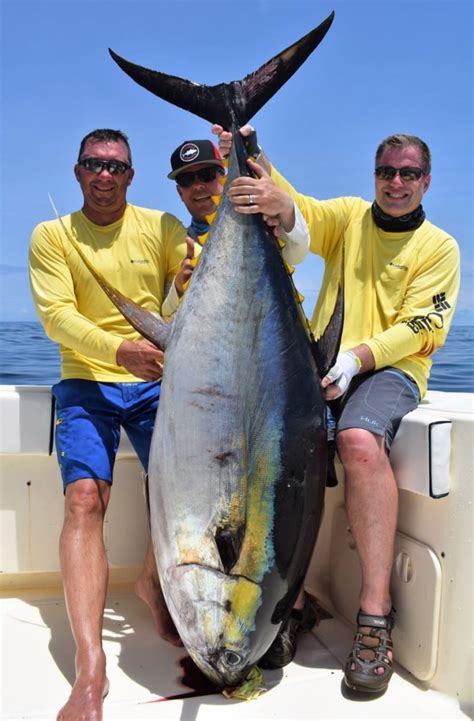 Yellowfin tuna vs Bluefin tuna: Quick Guide - Tom's Catch Blog