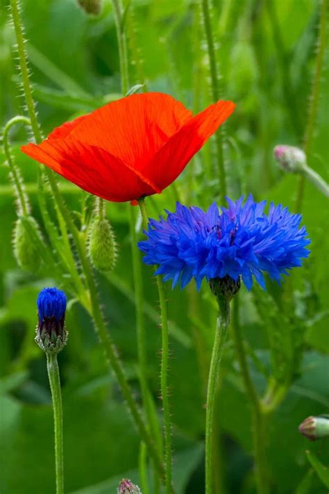 25 Beautiful blue flowers to make your garden more lovely and vibrant