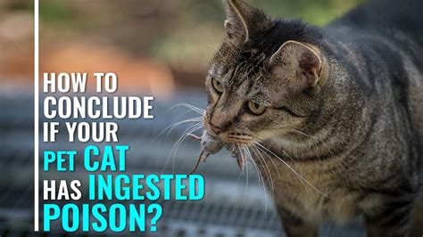 How to Poison a Cat | Find Out Here | All Animals Guide