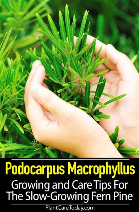 Growing Podocarpus Macrophyllus: Care Tips For The Fern Pine