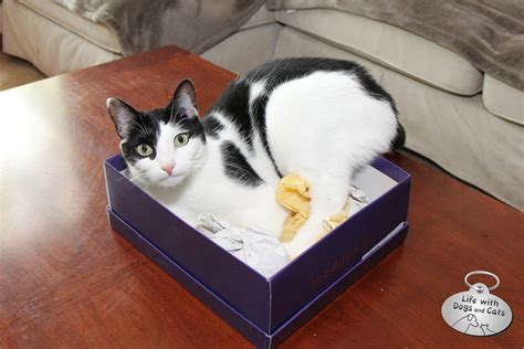 18 Reasons Cats Love Boxes : Life with Dogs and Cats