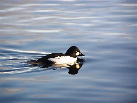 Common Goldeneye | Greek Nature Encyclopedia