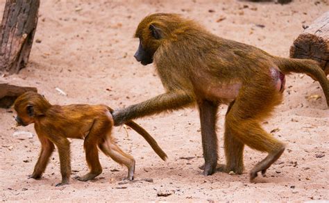 Red buttock baboons are an inherent part of Kenya. They are easily found in troops on highways ...