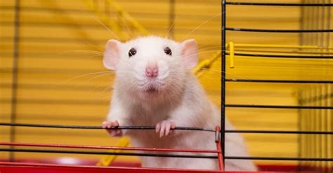 Rat Lifespan: How Long Do Rats Live? - A-Z Animals