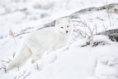 Magnificent Arctic Foxes of Manitoba | Steve and Marian Uffman Nature ...