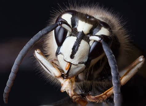 Bald-faced Hornet (NPS National Capital Region Bees and Wasps) · iNaturalist.org