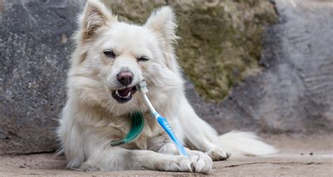 How To Make Homemade Dog Toothpaste ( Two Recipes ) - Barkmind