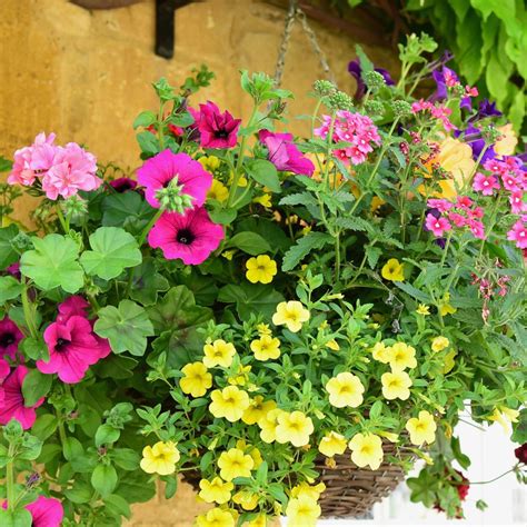 11 Perfect Companion Plants For Petunias (And 5 To Plant Apart)