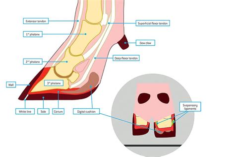 Claw amputation – a last resort to manage lameness in an infected hoof Anexa