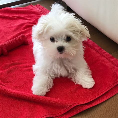 Maltese Puppies For Sale | Ohio Drive Southwest, DC #240287